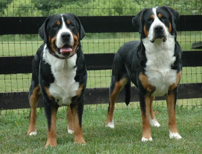 greater swiss mountain dog height